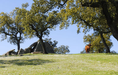 View of a tree on field