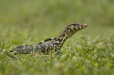 Close-up of lizard on grass
