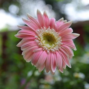 Close-up of pink flower