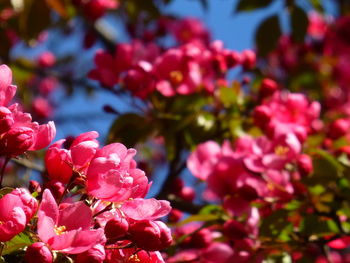 Close-up of pink flowers