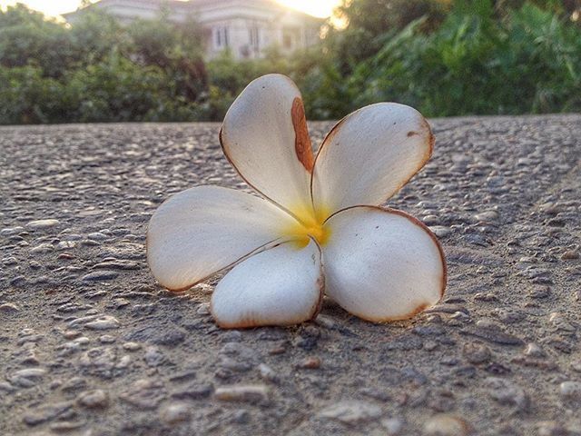 flower, petal, fragility, flower head, close-up, growth, single flower, freshness, focus on foreground, nature, beauty in nature, white color, day, pollen, selective focus, no people, plant, outdoors, stamen, blooming