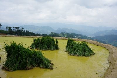 Panoramic shot of plants and mountains against sky