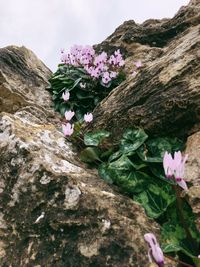 Close-up of pink flowering plants on rock