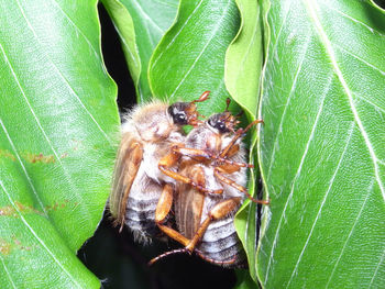 Close-up of spider on leaves