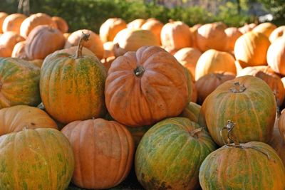 Close-up of pumpkins for sale