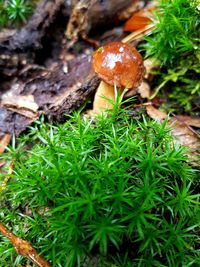 Close-up of mushroom growing on field