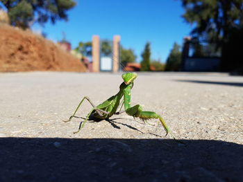 Close-up of grasshopper on leaf