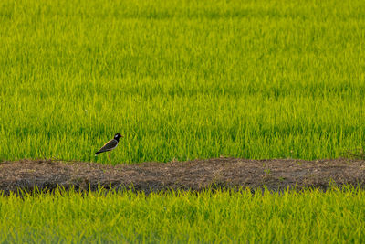 Bird perching on field