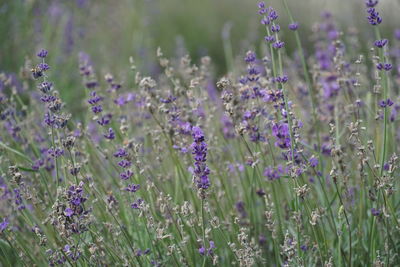 Close-up of purple flowering plants on field