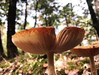 Close-up of mushroom growing on field