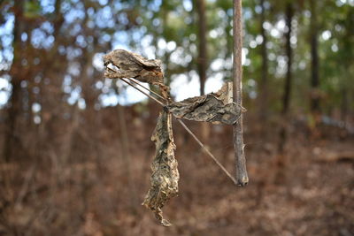 Close-up of lizard on tree in forest