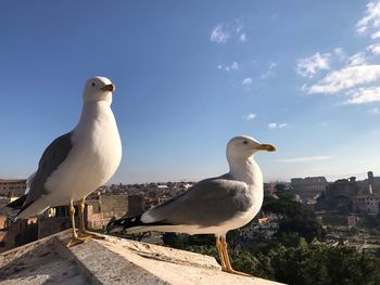 Seagull perching on a wall