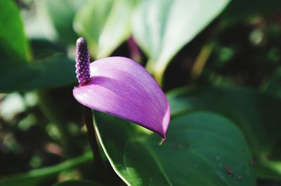 Close-up of purple flower