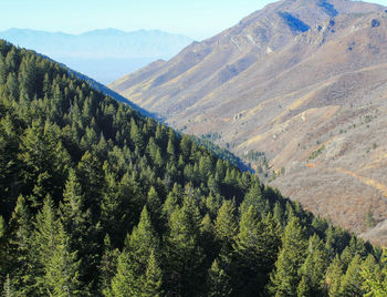 High angle view of pine trees on mountain