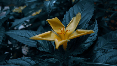 Close-up of yellow flower