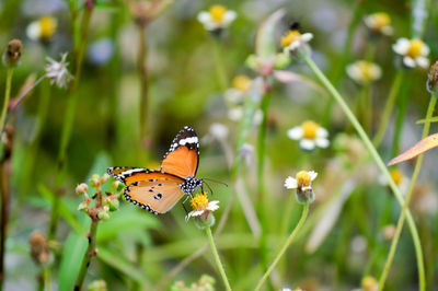 Close-up of butterfly pollinating on flower