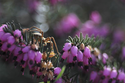 Close-up of insect on pink flowering plant