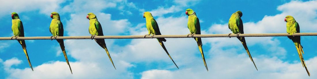 Low angle view of birds perching on plant against sky
