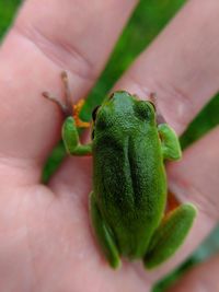 Close-up of hand holding leaf
