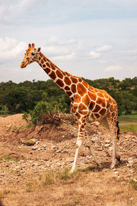 A lone rothschild giraffe in the wild at ol pejeta conservancy in nanyuki, kenya