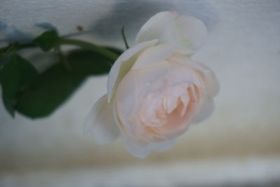 Close-up of white rose flower