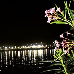 Illuminated flowering plants by river against sky at night