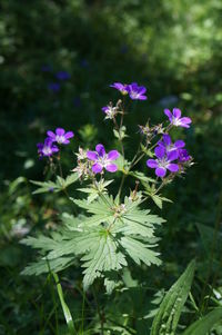 Close-up of flowers