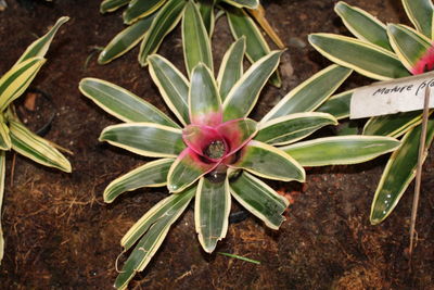 Close-up of flower plant