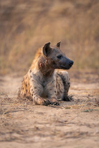 Lioness looking away