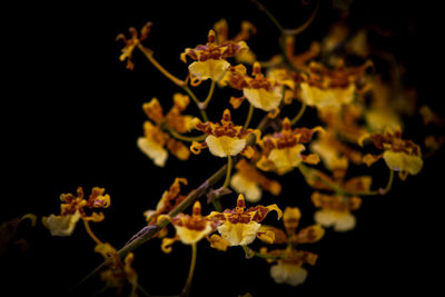 Close-up of cherry blossom against black background