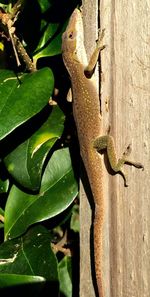 Close-up of lizard on leaf