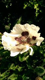 Close-up of white flowers blooming outdoors