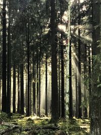 Trees in forest