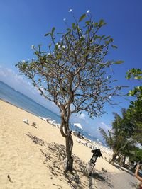 Tree on beach against clear blue sky