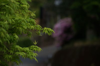 Close-up of plant