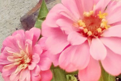 Close-up of pink flowers