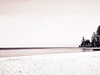 View of tree against clear sky