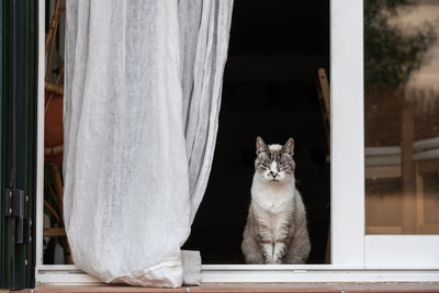 Portrait of cat sitting by window