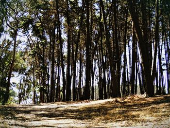 Trees on landscape against sky