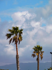 Low angle view of palm trees against sky