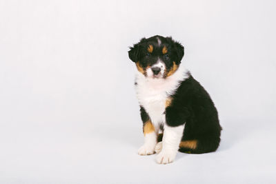 Portrait of a dog over white background