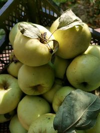 Close-up of fruits