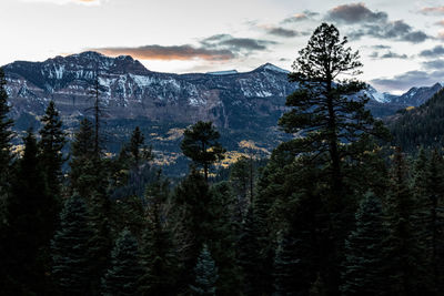 Pine trees on mountains against sky