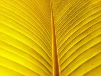 Full frame shot of yellow leaves