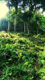 Plants and trees in forest