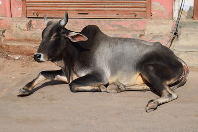 Cows in pen