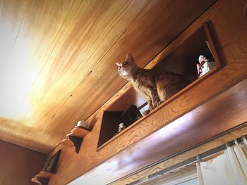 Low angle view of cat sitting at home