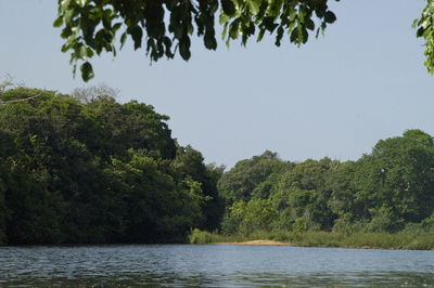 Trees by lake against clear sky