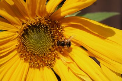 Close-up of bee on sunflower