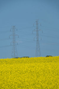 Yellow flowers on field against sky